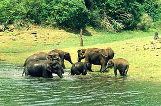 പ്രമാണം:Thekkady elephants.jpg