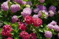 ചിത്രം:thumbs_flowers-1-19.jpg