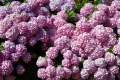 ചിത്രം:thumbs_flowers-3-22.jpg